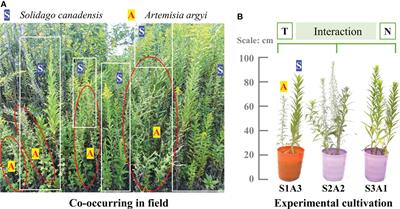 Additive effects of warming and nitrogen addition on the performance and competitiveness of invasive Solidago canadensis L.